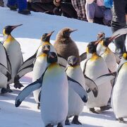 ペンギンの散歩が可愛かったです