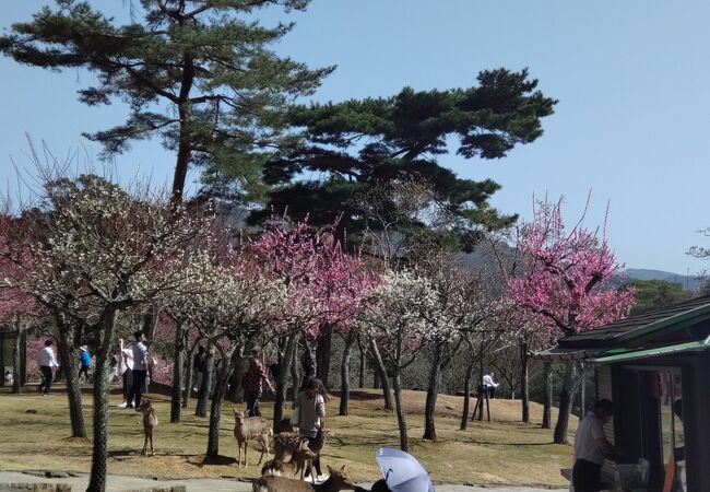 ポカポカ陽気に一気に咲いている