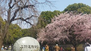 桜がきれいな時期になりました