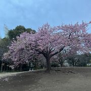 河津桜が満開でした