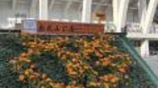 巨人軍沖縄キャンプ