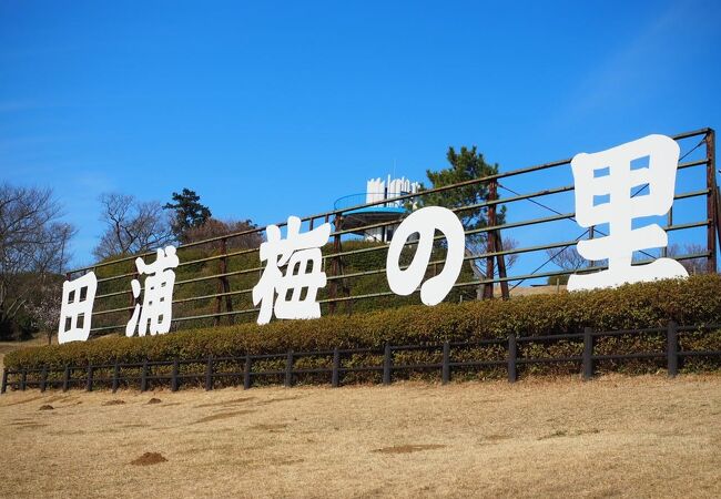 広大な梅公園でした。