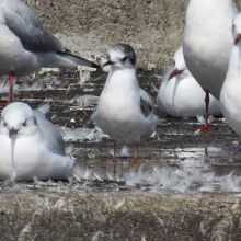 珍鳥ヒメカモメ（頭部が黒い鴎）