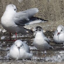 珍鳥ヒメカモメ（頭部が黒い鴎）