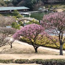 梅の花が咲き、香漂う。