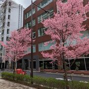 今年も、桜を見に来ました