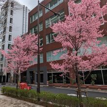 3月6日　ビルの脇道の桜は満開でした