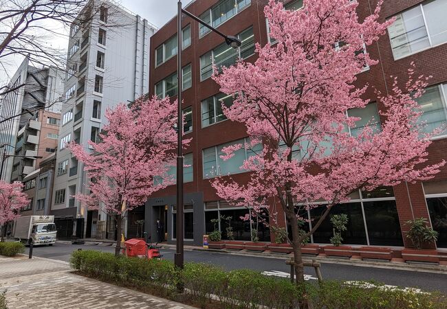 今年も、桜を見に来ました