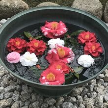 庭にはいろんな椿が咲いていました