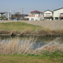 川面に何やら野鳥が見えます