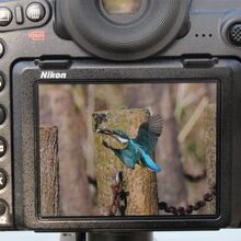 カワセミを捕らえたカメラマンが写真を見せてくれました