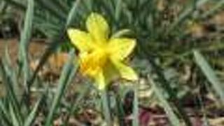 「久しぶりにカワセミが来た」･･･らしい