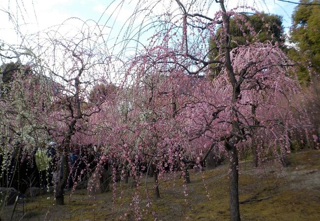 城南宮のしだれ梅