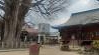 存在感ばつぐんの大木