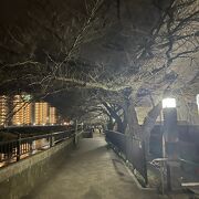 桜が満開の時に行きたかったです