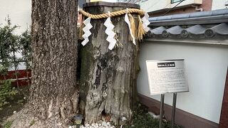 【明神男坂・大公孫樹】復興のシンボル、イチョウの木