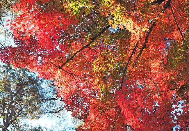 並木道の紅葉が素晴らしい