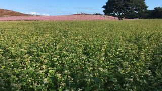 国営ひたち海浜公園