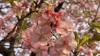 高尾さくら公園