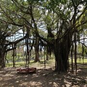 公園樹がすんごい