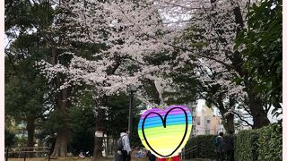 桜の季節は大賑わいの公園