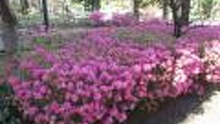 綺麗な花が映え癒されます。