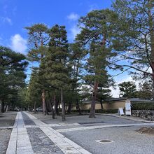 大徳寺の敷地内 松の木が沢山