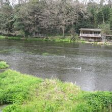 柿田川