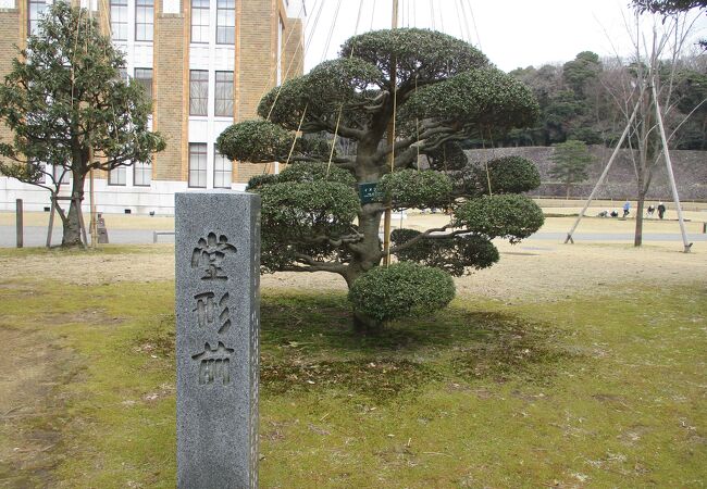 広い芝生が広がっています