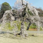 3月16日訪問しだれ桜2本は見頃でソメイヨシノも開花してます。