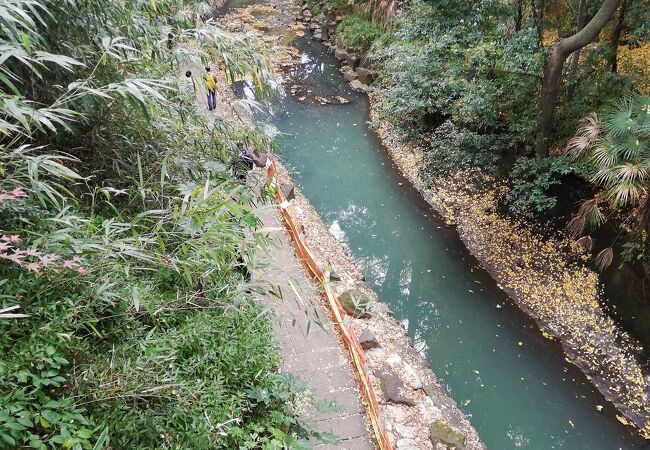 等々力渓谷の川