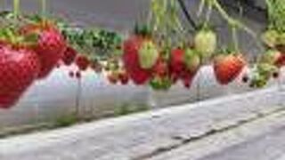 最高のいちご狩り