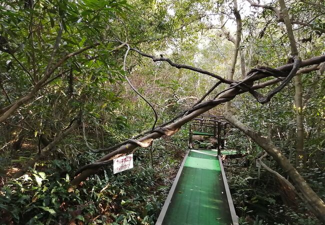 沼に浮いた島に植物が群生している不思議なスポットです。