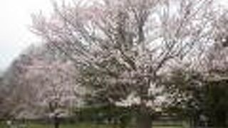 桜咲いてました