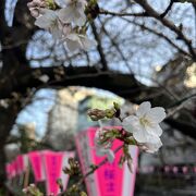 桜が咲き始めました