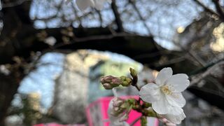 桜が咲き始めました