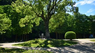 徳島駅の北側に広がる公園