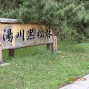 北海道最初の防風砂防林