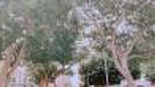 グリーンが気持ちいい