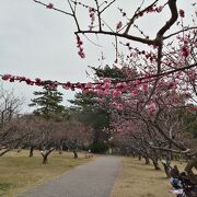 梅と桜のコラボ