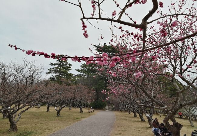 梅と桜のコラボ