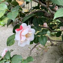 美しい椿が可憐でした。