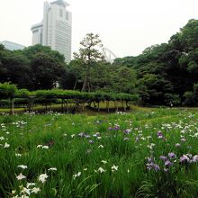 小石川後楽園(花菖蒲田)