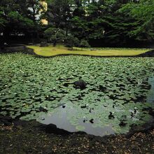 小石川後楽園(内庭・蓮)