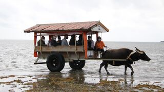西表島と由布島の間の遠浅の海を渡る乗り合いの牛車です。
