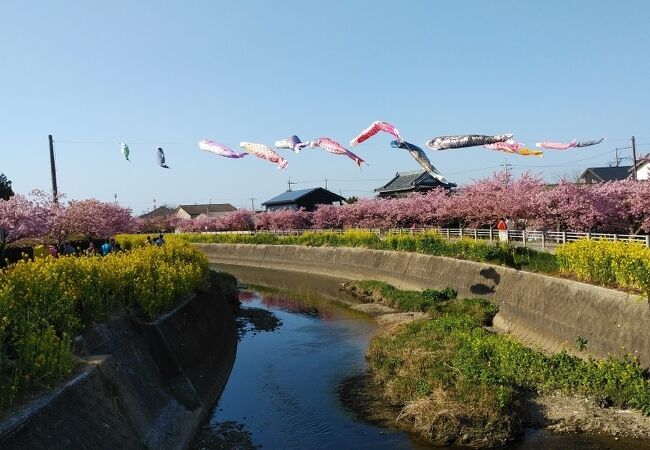 免々田川菜の花・桜まつり