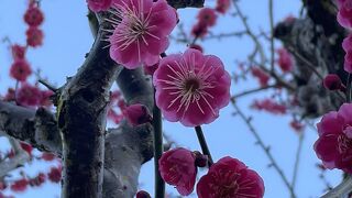 奈良ならではの鹿と梅