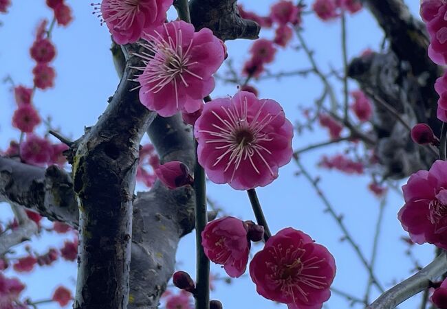 奈良ならではの鹿と梅