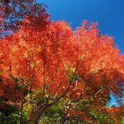 紅葉の時期が綺麗です