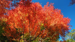 紅葉の時期が綺麗です